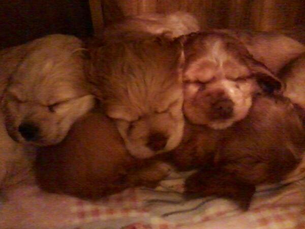 britmacquarrie's tweet photo. Kessella and her brothers and sister #cuties #furbaby http://t.co/BbLA9NuEB9