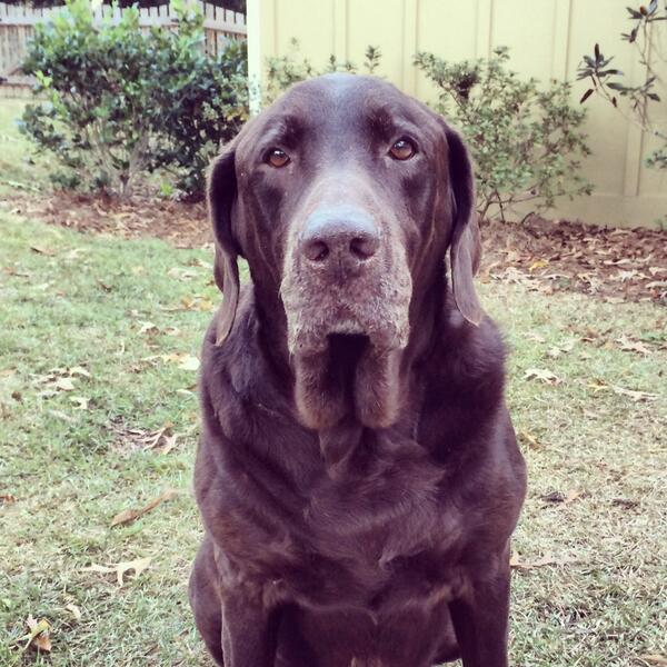 Happy 11th birthday to the man, the myth, the legend...Mr Bear. #cincodemayodog