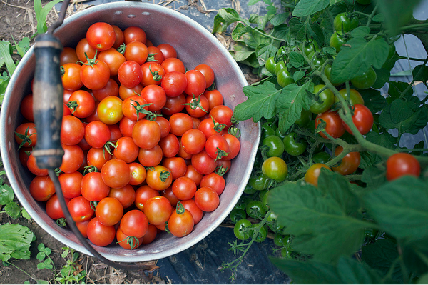 StromFamilyFarm's tweet photo. We still have a few CSA shares left @StromFamilyFarm. Check out http://t.co/u40p68B8Dg for more info. http://t.co/m1aCV0PALQ