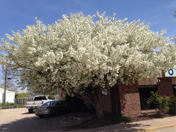 Full bloom at my office.....smells good too