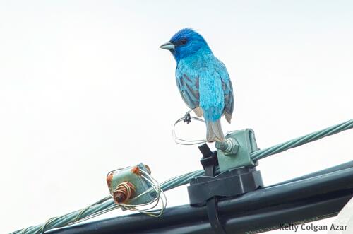 audubonsociety's tweet photo. Happy Monday! RT @AudubonCA: An Indigo Bunting to jumpstart your work week. #chasingfeathers #birding #birdnerd http://t.co/eAyeiSaqPH