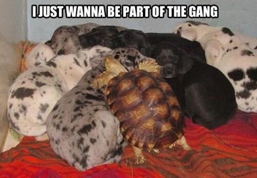 viralheist's tweet photo. One of these things are not like the other one... http://t.co/AsdkzqGOlh
