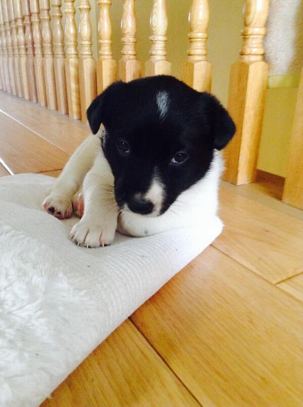 hao389RTMS15's tweet photo. I got a dog :O Best. Birthday. Present. Ever. http://t.co/PO1M1qJRVg