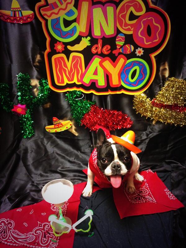 MeganJo22's tweet photo. This is to much fun!!! #petshotel #glendale1787 #inspiredbypets #wcpetm http://t.co/3CipW7r3vk
