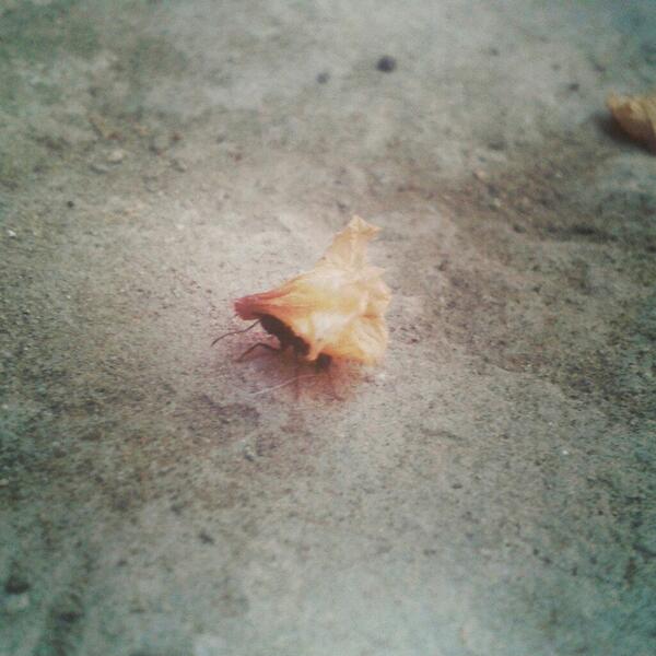 chris_b_bad's tweet image. En un arrebato de la senilidad, a las flores de mi casa les salen patas y se van a caminar. #Microcosmos o #Microalgo