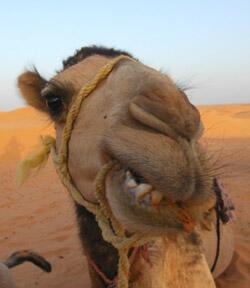 El_Chameau's tweet image. mon frere geralde &amp;lt;3