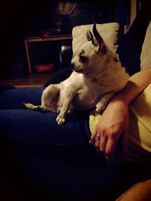 old_pine's tweet photo. It's simple. My dog Turbo inspires me to be FABULOUS. #inspiredbypets #wcpetm http://t.co/4G7GHpL10F