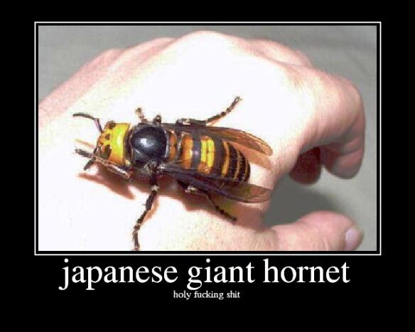 2_averageblog's tweet image. #PokemonFacts Beedrill was based on this: