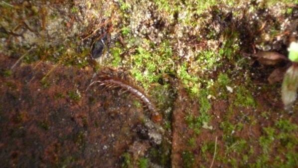 jasonstoyel's tweet photo. @SandygateRec
On our mini beast hunt Beth found a centipede http://t.co/OWtuBToQWS