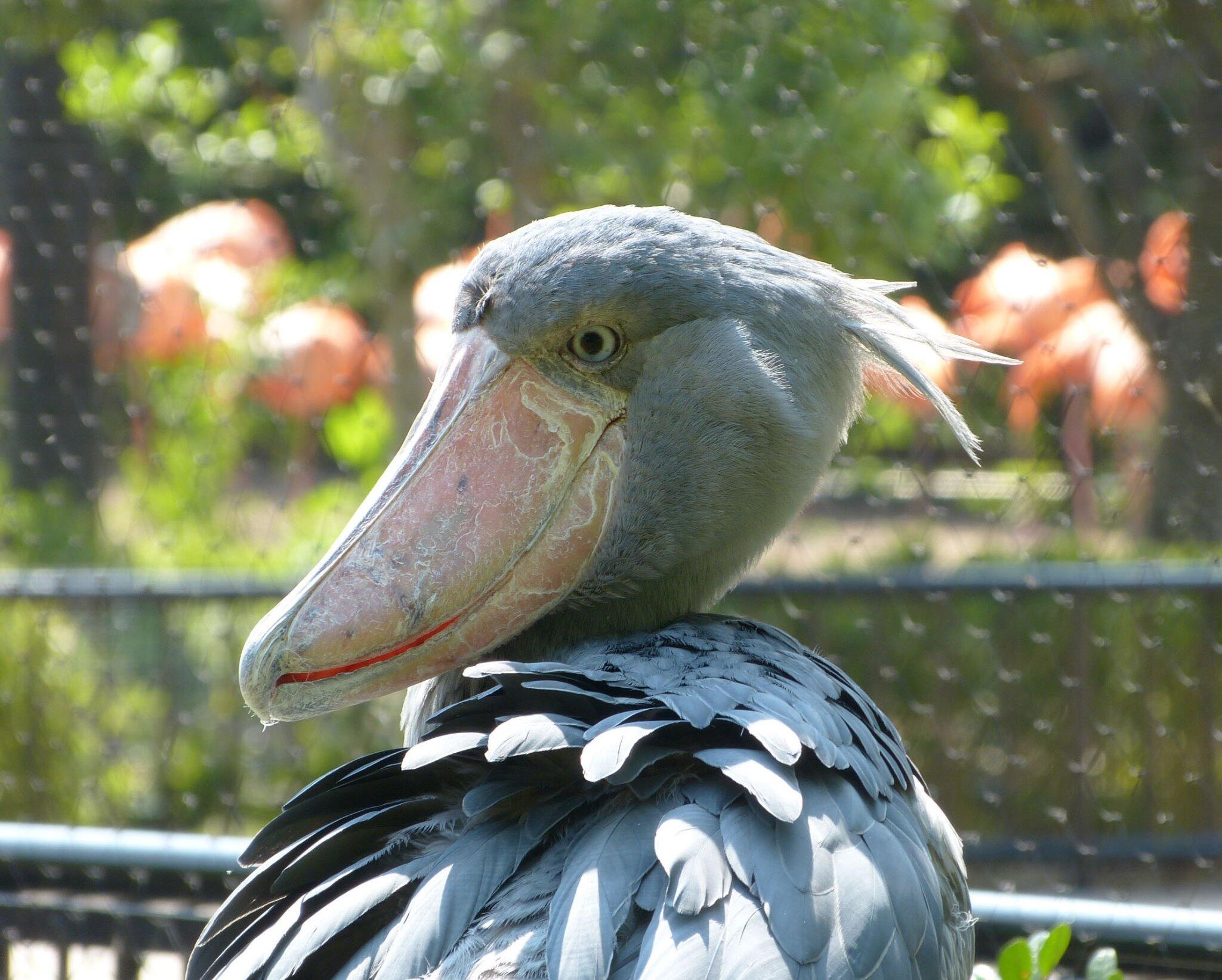 上野動物園 公式 No Twitter 上野動物園的 Gwな動物シリーズ 〆は G じっとしているのに W ワンダー ビックリ な鳥 ハシビロコウ 皆様も上野動物園でステキなｇｗを見つけていただけていたら嬉しいです Http T Co Mdaufst05n Twitter