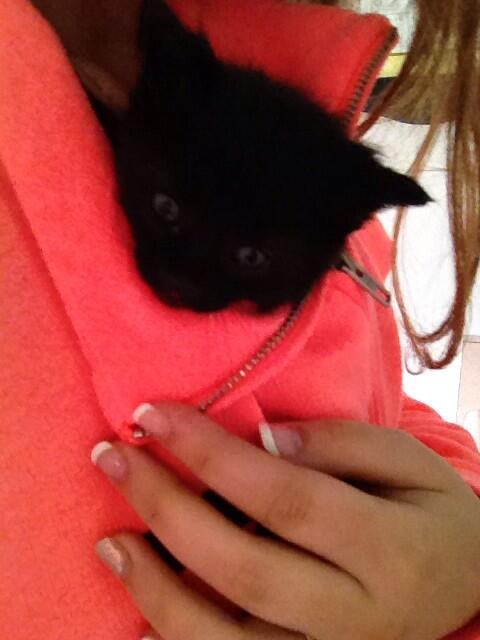 mcravens7's tweet photo. There's 2 black kittens and their mom abandoned them they need good homes! If anyone's interested DM me or text me! http://t.co/Oi4s51wzF2