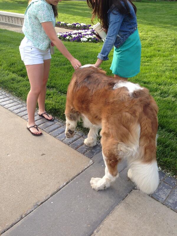 saintfreckles's tweet image. Yesss! #backscratch