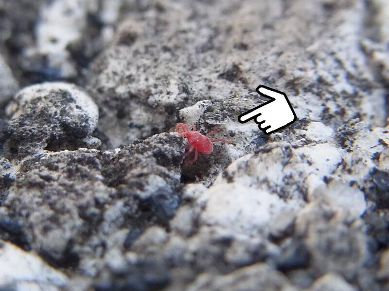 タカラダニの駆除と対策 小さくて赤いクモに似た虫の正体はダニってマジ 効果あり ダニ捕りロボの口コミと評判を徹底検証 中身を覗いたら驚愕した