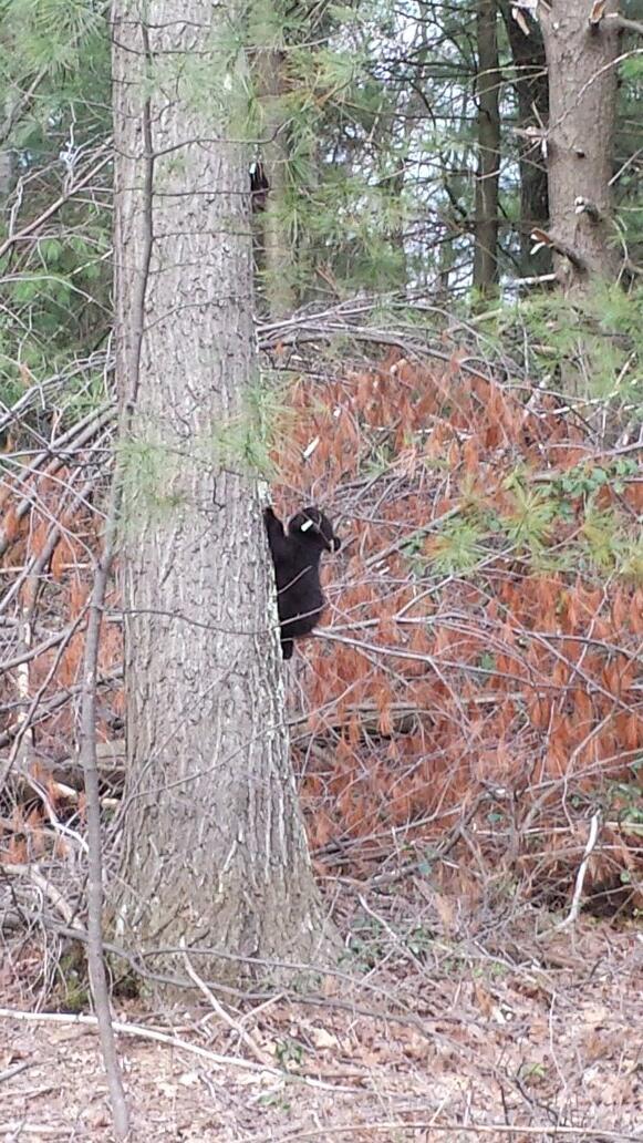 alphillips30's tweet photo. Saw these little fellas this afternoon. Momma had the other 2 close by just watching. 4 little cubs = worn out momma! http://t.co/jremZPFSaN