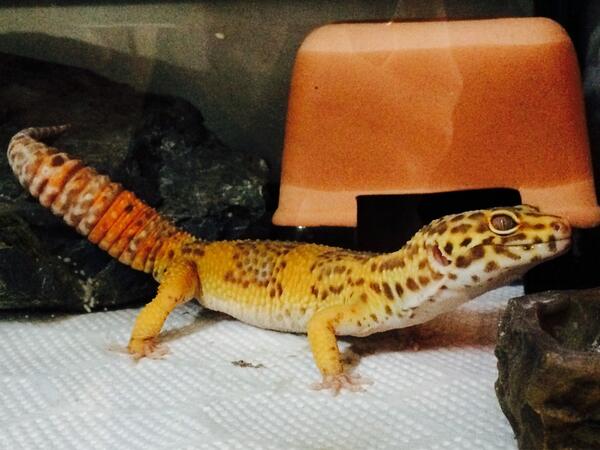 GWラストですね！