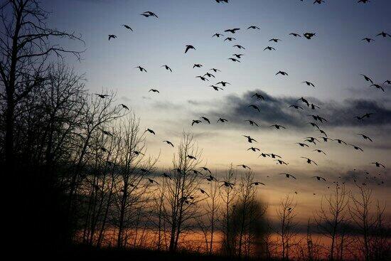 BAwaterfowl tweet picture