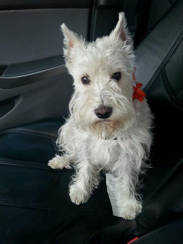 StilesSisters's tweet photo. My moms dog Arabella, she's so adorable and acts just like a person, ridding shotgun #spoiled #white #schnauzer http://t.co/uIkrhotgfk