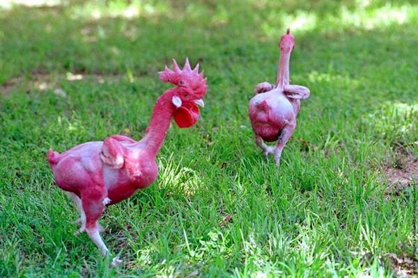 An Israeli geneticist, Avigdor Cahaner, has created the world's first ready to cook featherless chicken