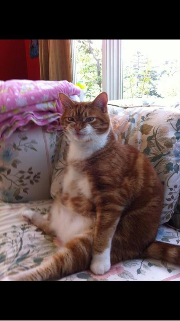 KBails26's tweet image. I think I've reached rock bottom. I've been laughing at this cat for five minutes now. #mylife #notevenfinals #2years