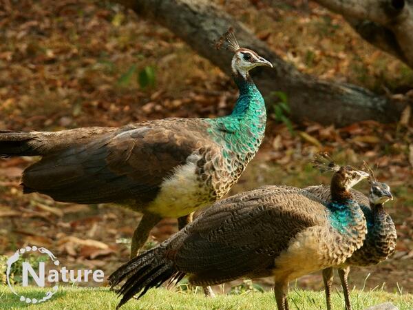 CheerNature's tweet photo. #Peahen watching over her 2 pea-chicks #birds #peacocks Location: #India #karnataka http://t.co/LSz9JqvI8e