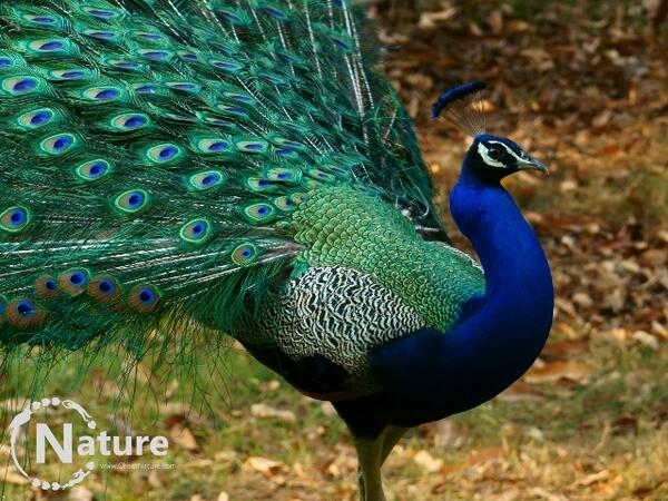 CheerNature's tweet photo. #Peacock getting to ready to strut off after a dance to impress the peahens #birding #nature #naturephotography http://t.co/Hkzjuptc4e