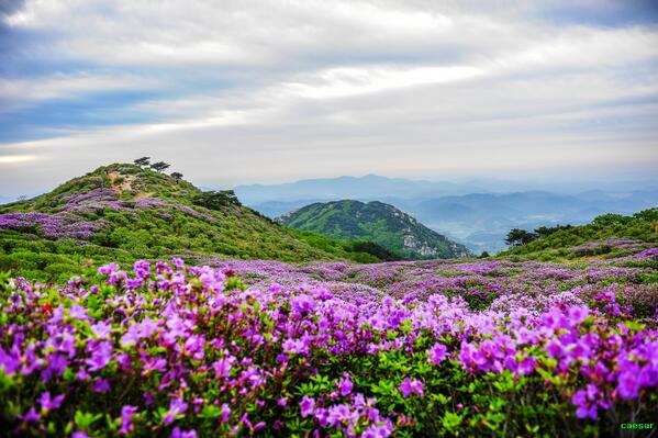 caasar's tweet image. 황매산 철쭉.....blog.daum.net/daewg/7334161