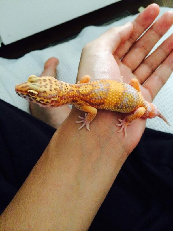 しかしレオパの相場ってよーわからんねー。どう考えてもうちの子より発色悪い子が高かったりザラに見る。ちなみにこの子は12900円だった。受け入れた時に既に6ヶ月とかだったけなぁ？だからか？