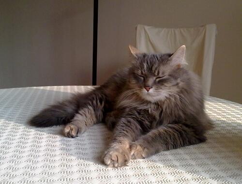 Alerte Animaux Perdu tweet media