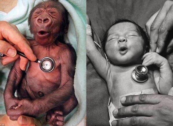 Lo Mejor de Twitland Twitter: "Humano recién y mono recién nacido. Tan diferentes no somos... #VotaAMono http://t.co/HRYQ011pkQ" / Twitter