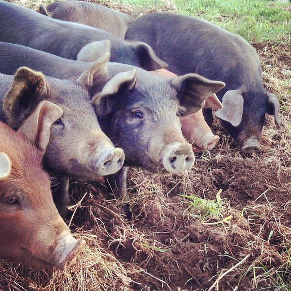 peta's tweet photo. Did u know pigs have rescued people from drowning AND fires? http://t.co/0bpLxQUMZL

Pigs are #FriendsNotFood! http://t.co/0KOjU3KptE