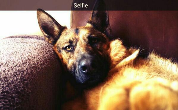 Director123's tweet photo. @GSDLore http://t.co/FJ5LmLVP6l