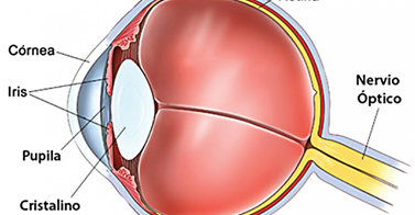 Центральная ямка глаза функции. Центральная ямка и желтое пятно. Строение желтого пятна сетчатки. Строение глаза центральная ямка. Желтое пятно функции кратко.