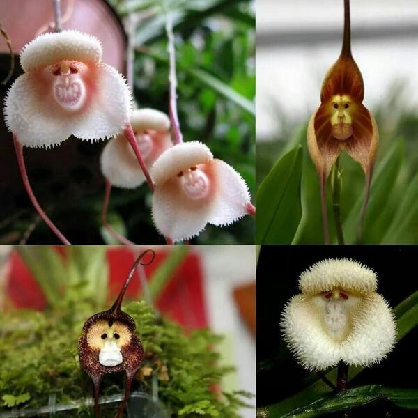 cherryzland's tweet photo. I would love these in my garden! #monkey #orchid http://t.co/UWjm5smvqj
