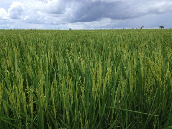 Georgiano_Neto's tweet photo. #bomdia  
Plantio de arroz de sequeiro no cerrado do Piauí Foto:José Bonifácio http://t.co/JkuvRi5vCH