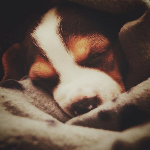 petgenic's tweet photo. selamat malam beagle lovers #petgenic http://t.co/WW1ojYF4SO