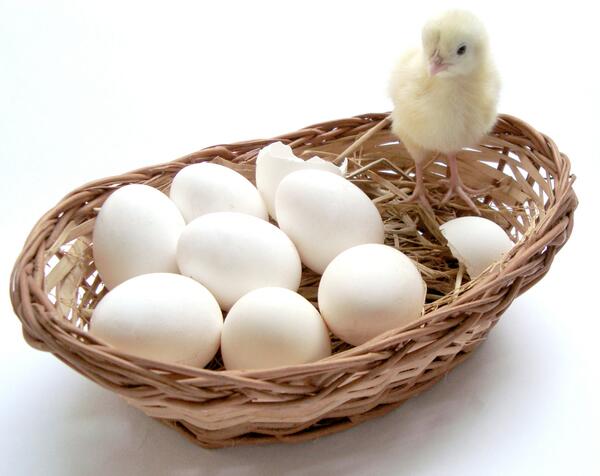 turemcomtr's tweet photo. Güzel civcivler, güzel yumurtalar... http://t.co/2IjpbgLnn9