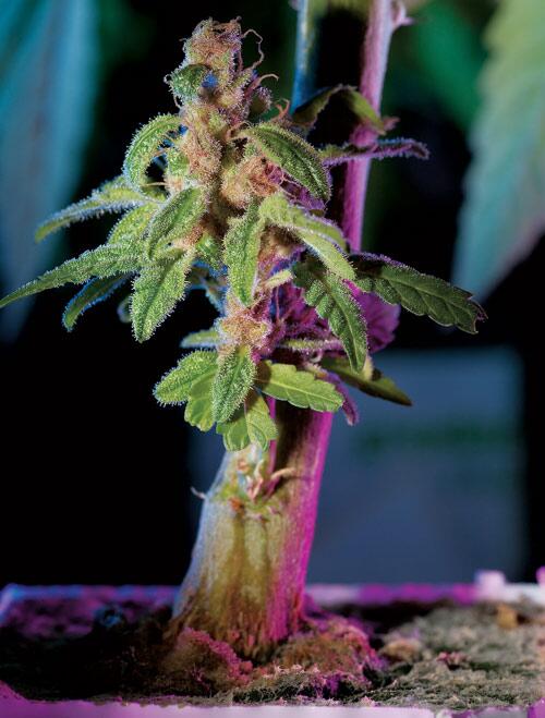 OH MY! This is the grow room of your dreams: ht.420.com/QaNWe1 |