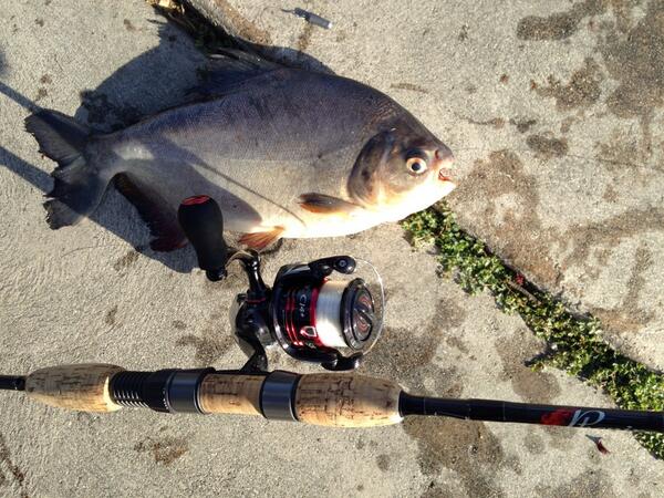 TsFishman's tweet image. 