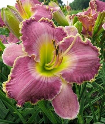 yesfloydva's tweet photo. "Floyd Time" a new daylily hybrid by Paul Owen. Presented to the Town of Floyd on #EarthDay2014 #FloydVA http://t.co/V2Iryv0PuB