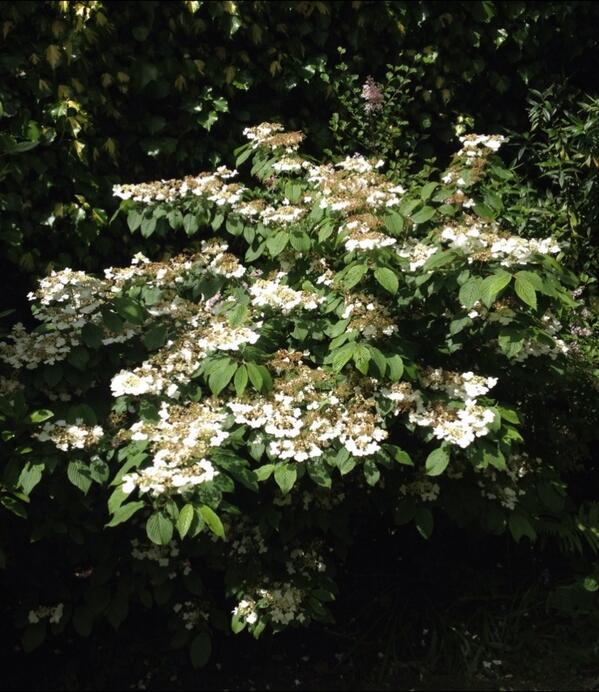 podgardendesign's tweet photo. A beautiful Viburnum plicatum looking its best http://t.co/Tu8zQ2fjO4