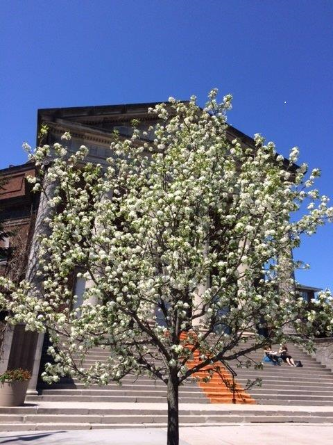 SUArtSciences's tweet photo. Have you seen the trees on the #SUQuad @SUcampus @SyracuseU? #SpringIsHere http://t.co/8xefXGzGyc