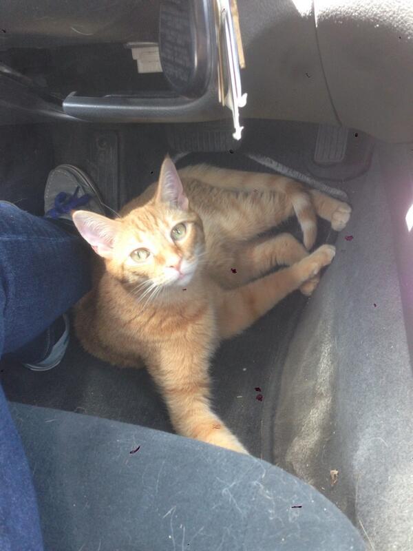 CatChauffeur's tweet photo. The one place you can't sit. #drivingwithcats #obvinotactuallydrivinginthispic http://t.co/uq8EcG1RDn