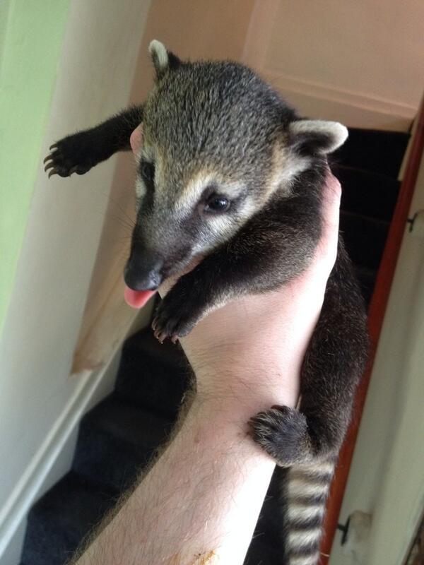 AnimalManBham's tweet photo. Ozzy our new baby coatimundi http://t.co/zYUx4IVFyo