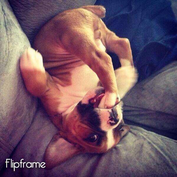 twitframes tweet picture