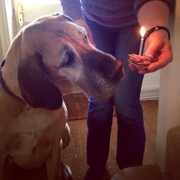 EventThat's tweet image. Happy Birthday to our office dog #star the #greatdane