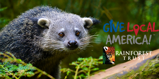 RainforestTrust's tweet image. Celebrate #GiveLocalAmerica by saving #rainforest habitat for wildlife! bit.ly/1iTAqIK
