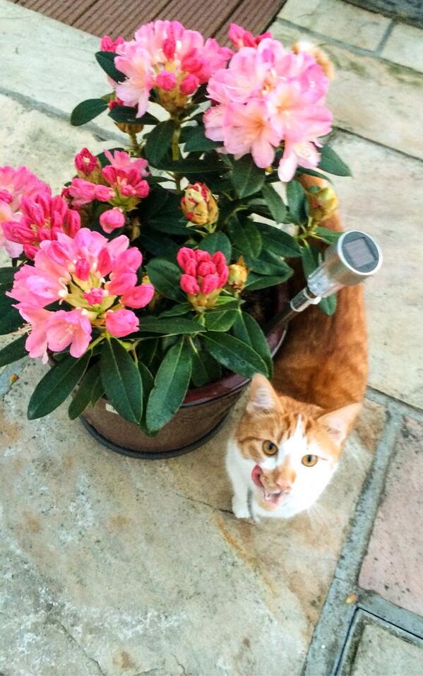 YijiaR's tweet photo. There's a laughing cat in my house. #Dublin http://t.co/ZWyoELfOop