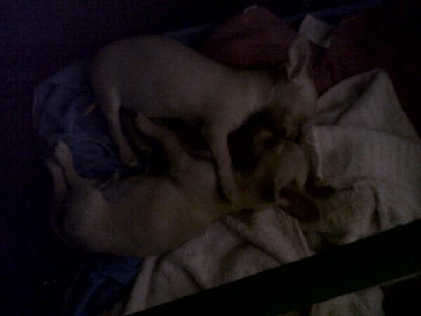Lizethharos's tweet photo. #Ternuritas :3 http://t.co/tk5RkIP5e3