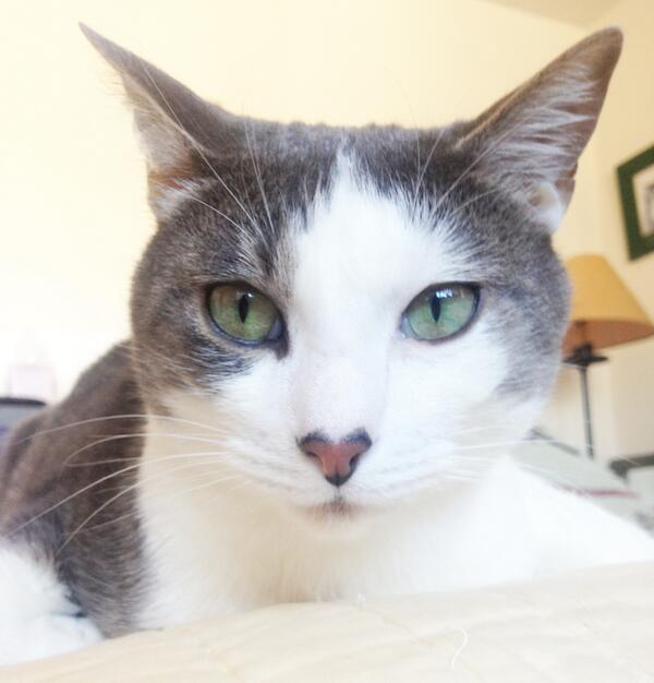 The Biscuit tweet media