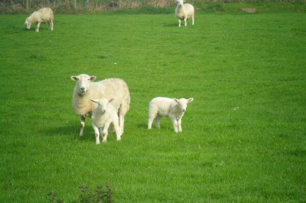 Model Farm Shop tweet media